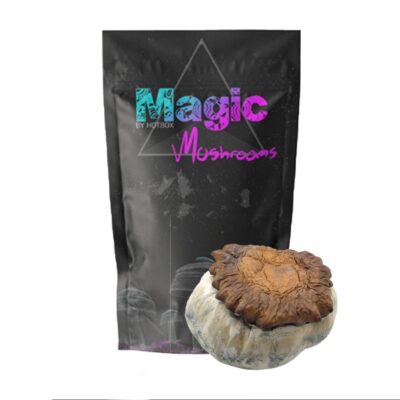 Makilla Gorilla Magic Mushrooms - Magic Box